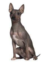 American Hairless An American Hairless dog sitting down facing the camera, against a white background