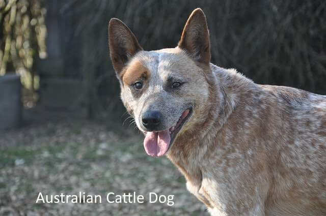 Australian Cattle Dog: Great Dog Breed for Open Spaces