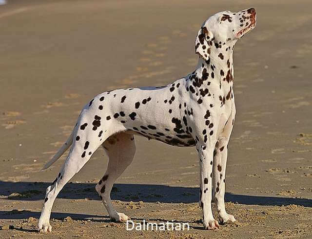 The famously spotted canine, the Dalmatian makes a great choice for a dog needing open spaces