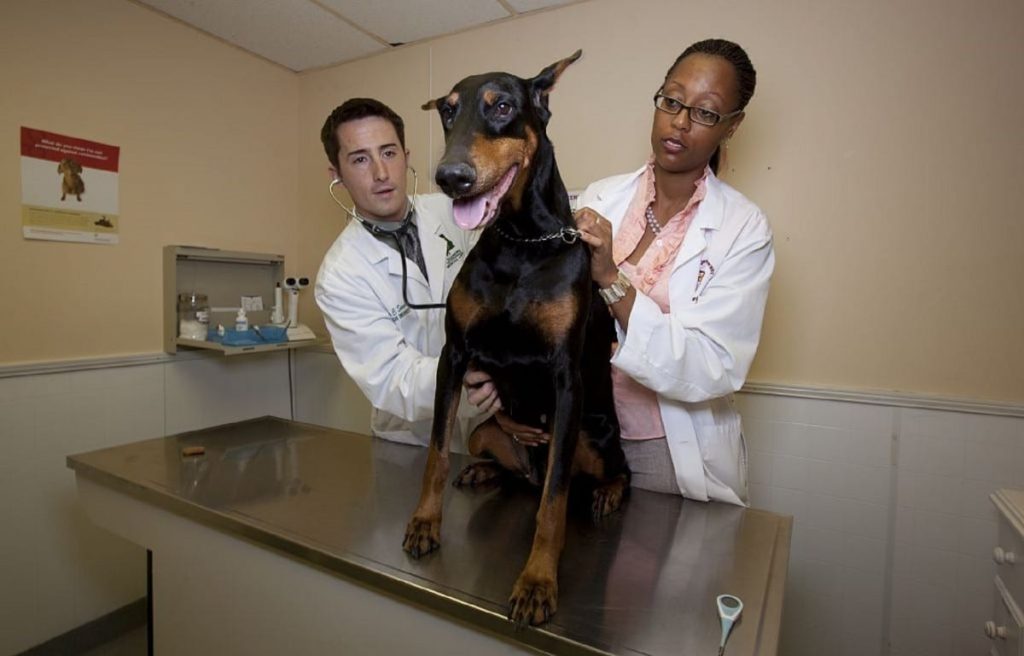 tips for healthy dog