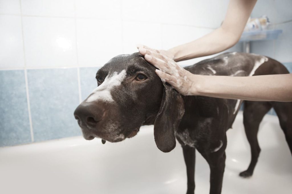tips for healthy dog