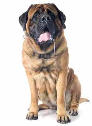 A Mastiff dog sitting down facing the camera, drooling, against a white background