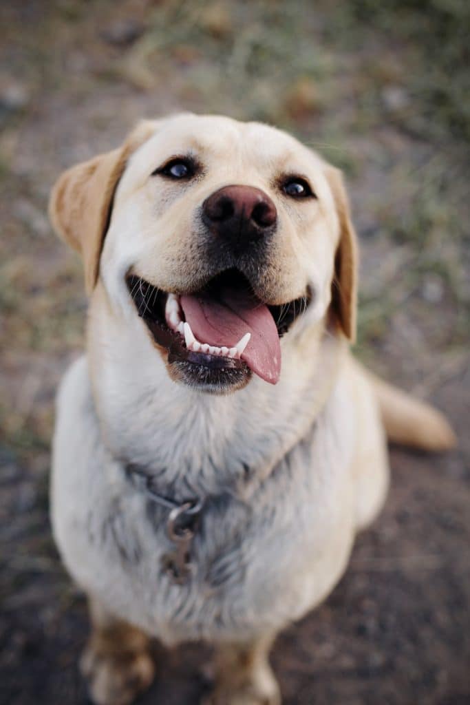 a happy dog