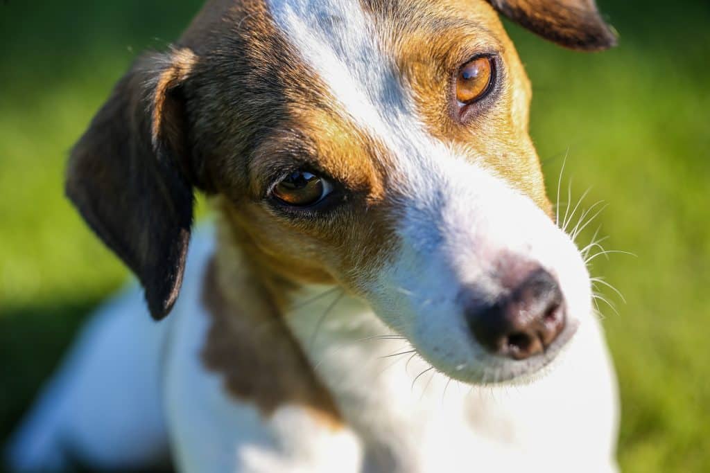 dog with sad eyes