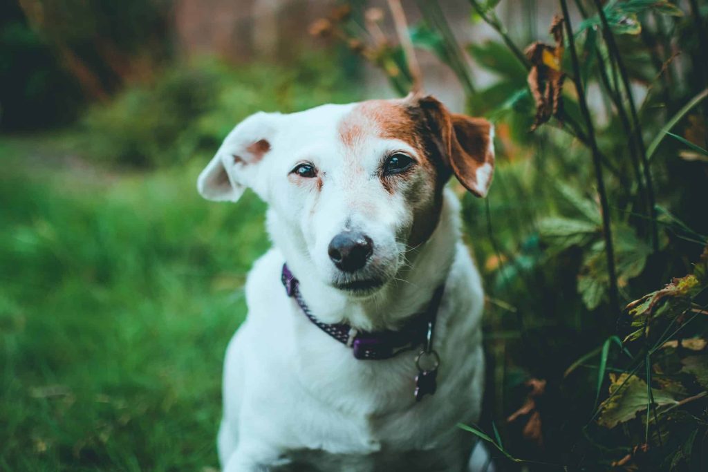 older looking dog, looking into the camera