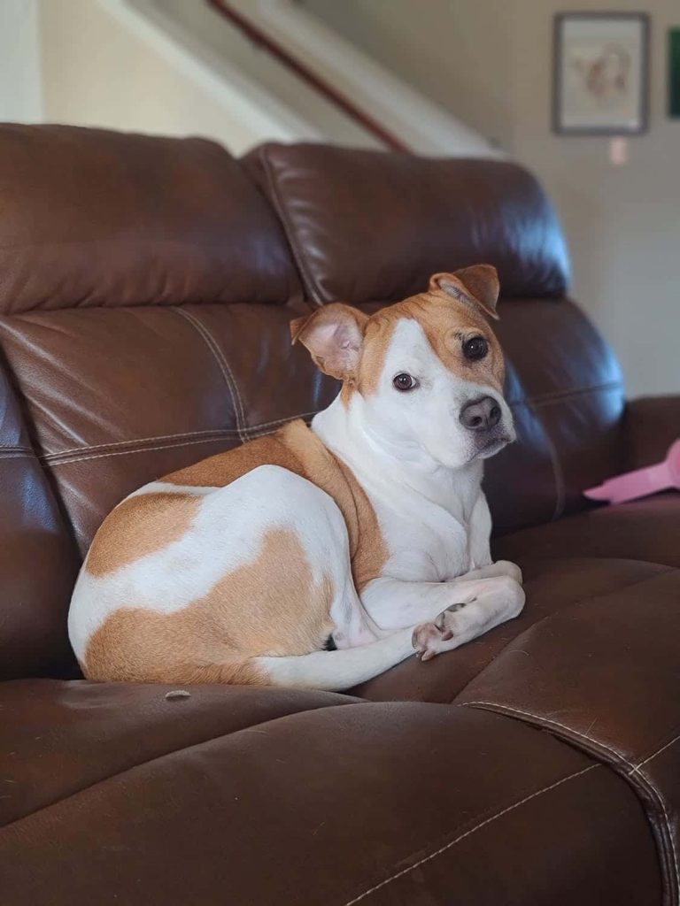 dog looking poorly on a black sofa