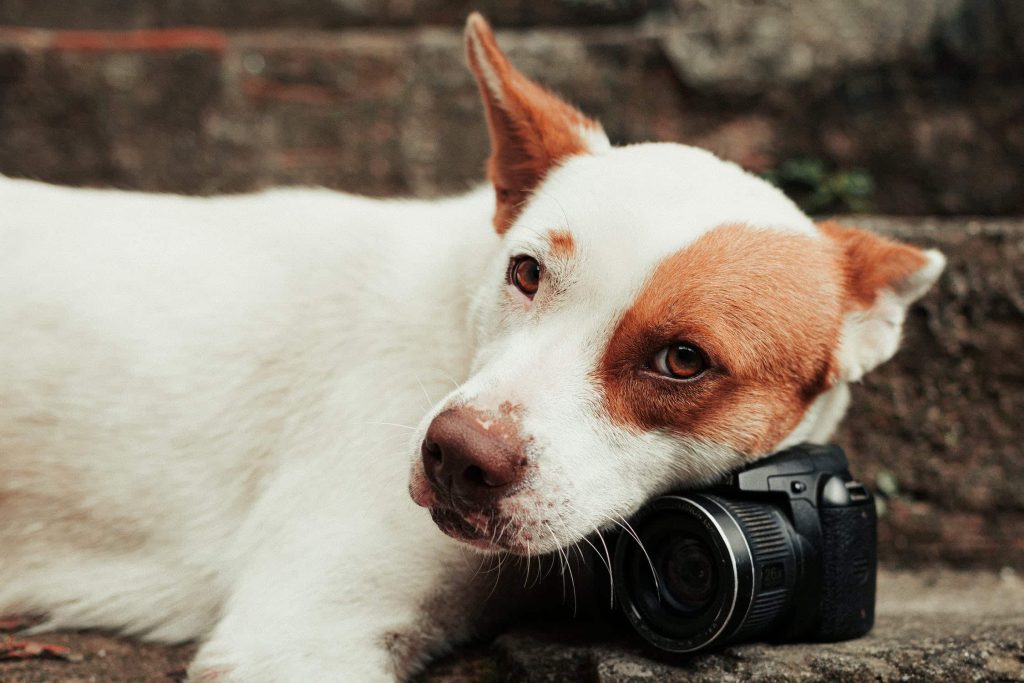 sad looking dog leaning on a camera