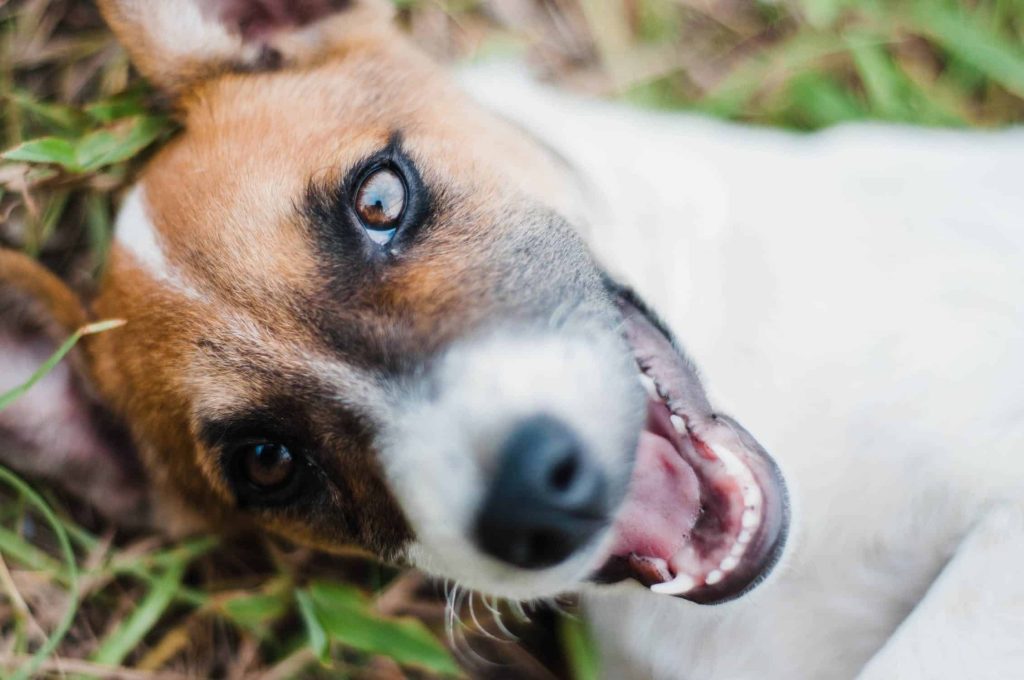 dog with mouth open showing teeth