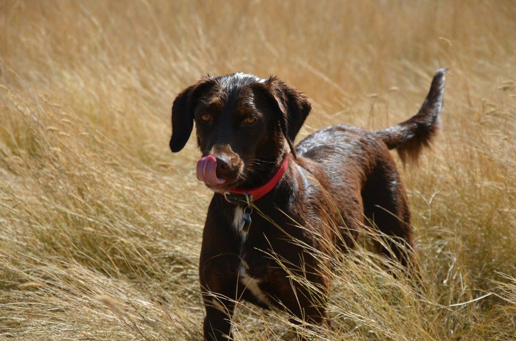 A dark brown puppy in a straw field