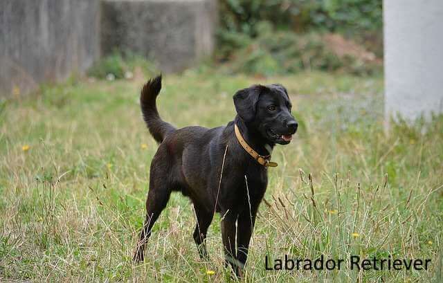 The hard-working Labrador Retriever