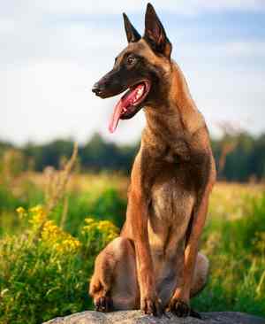 A Belgian Malinois dog sitting down with grass and fields in the background