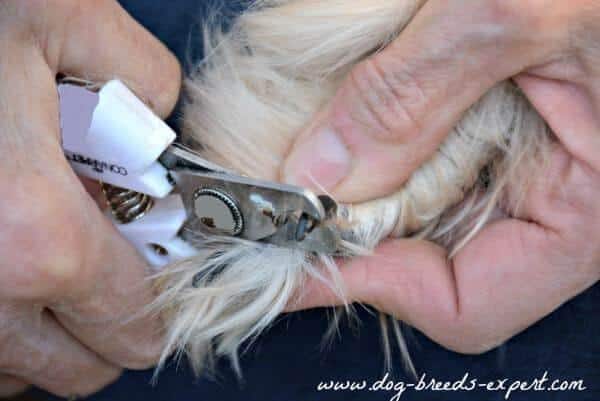 How to Clip Your Dog's Nails