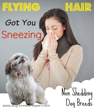 non shedding dog breeds