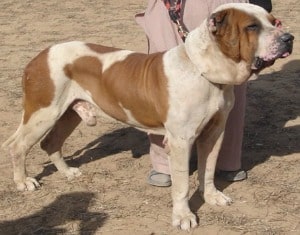 A brown and white Sage Koochee dog standing on a sandy path
