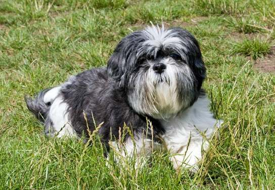 non shedding dog breeds