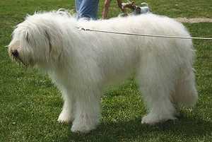 A white South Russian Sheepdog standing on grass.