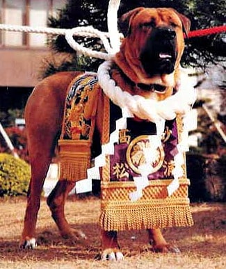A Tosa Inu standing to attention, with prizewinners placards around its neck