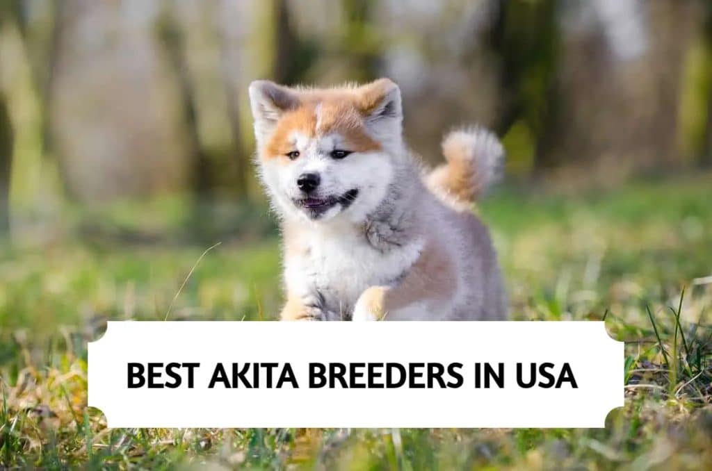 Akita Breeders in USA