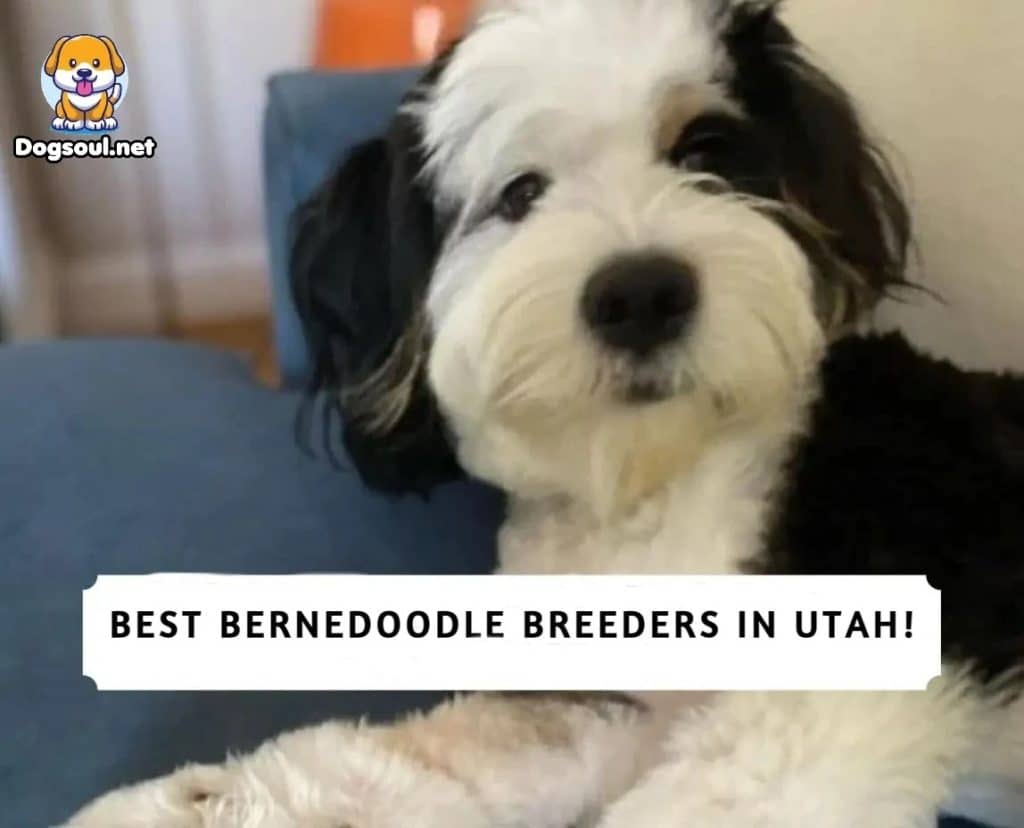 Bernedoodle Breeders In Utah