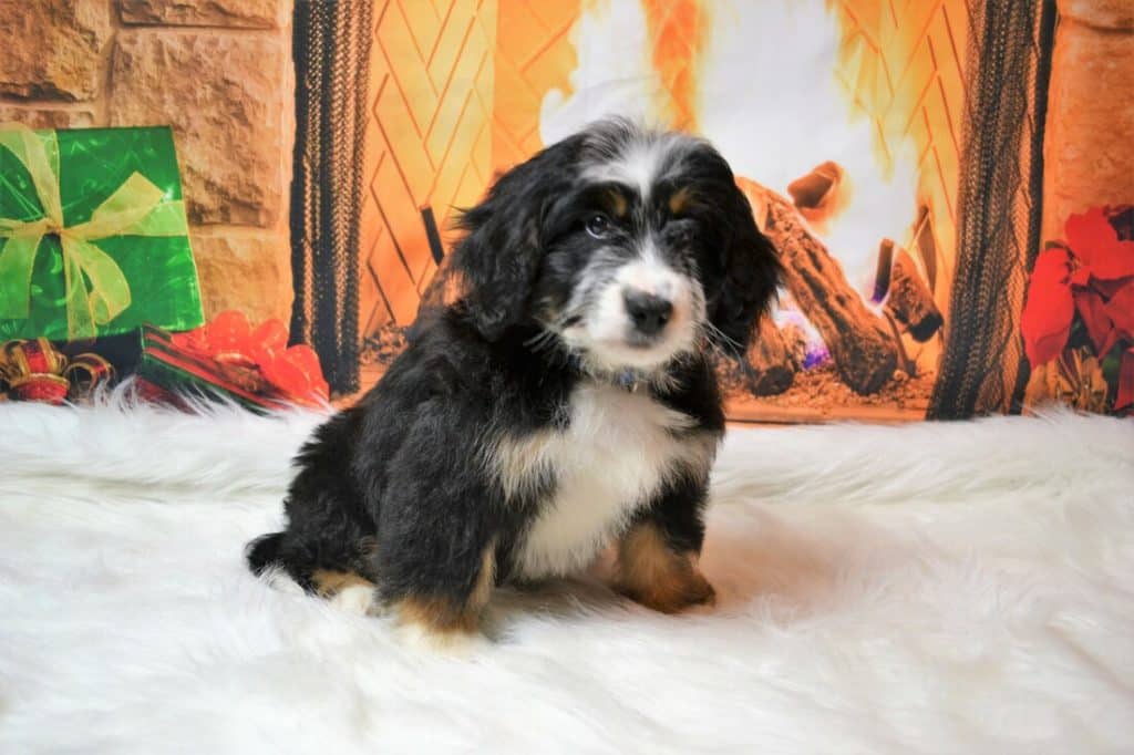 Bernedoodle Breeders New Jersey