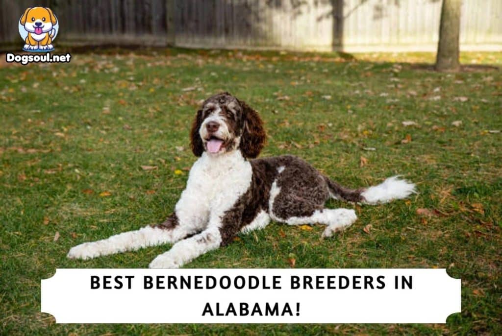 Bernedoodle Breeders in Alabama