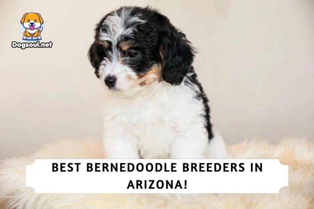 Bernedoodle Breeders in Arizona