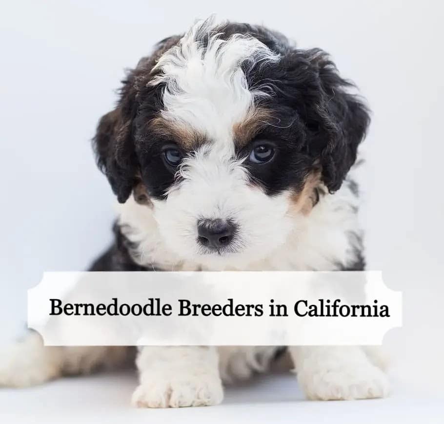 Bernedoodle Breeders in California