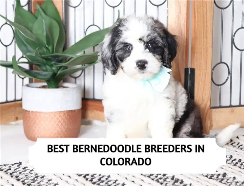 Bernedoodle Breeders in Colorado
