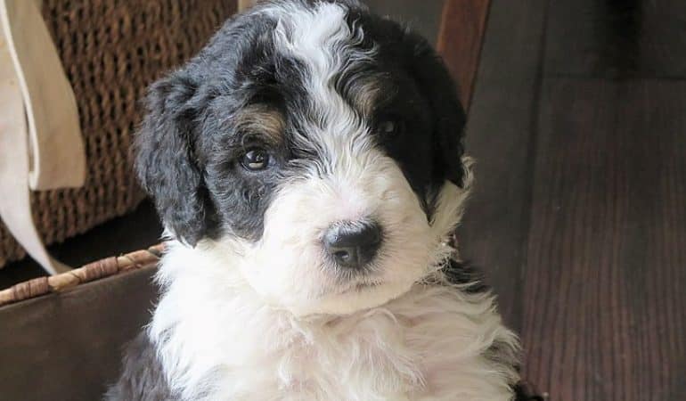 Bernedoodle Breeders in Connecticut