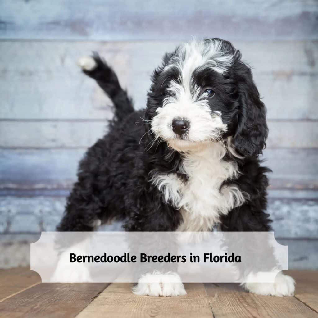 Bernedoodle Breeders in Florida