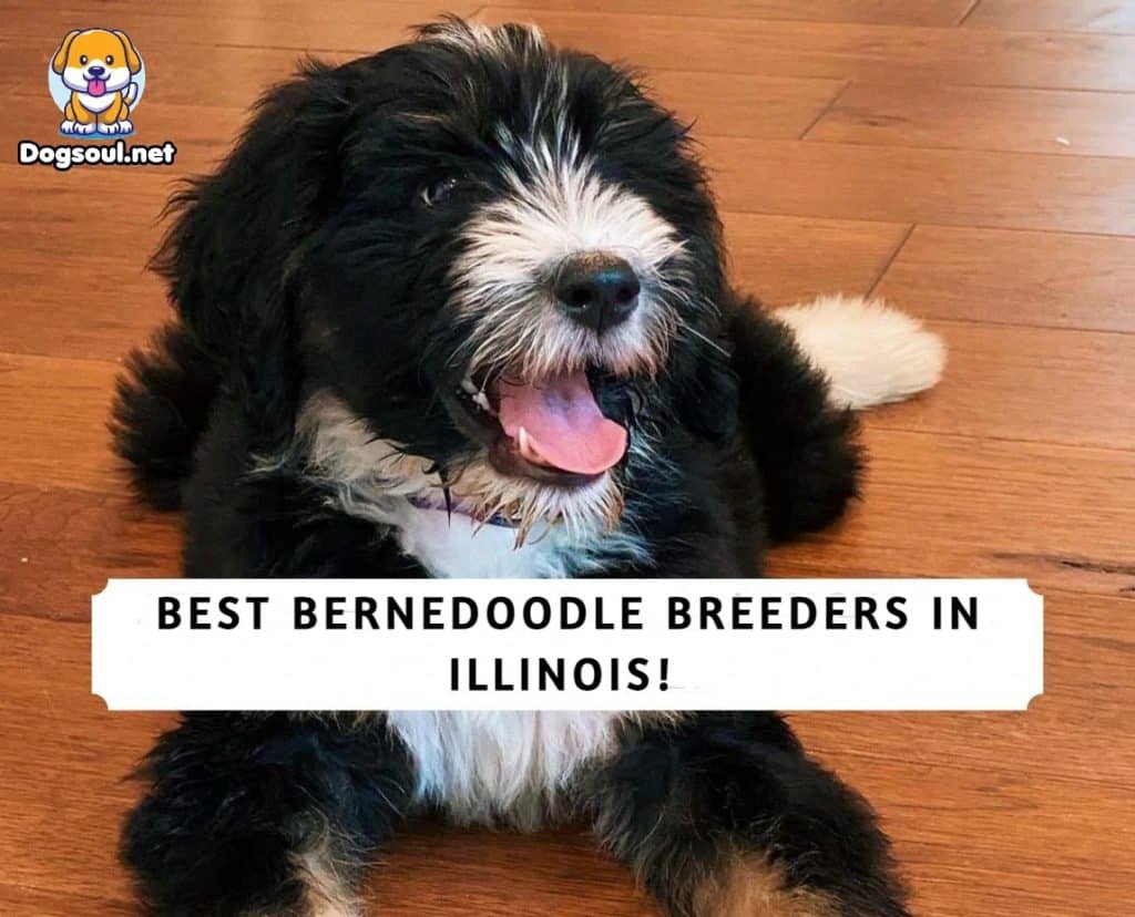 Bernedoodle Breeders in Illinois