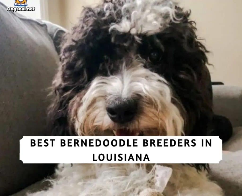 Bernedoodle Breeders in Louisiana