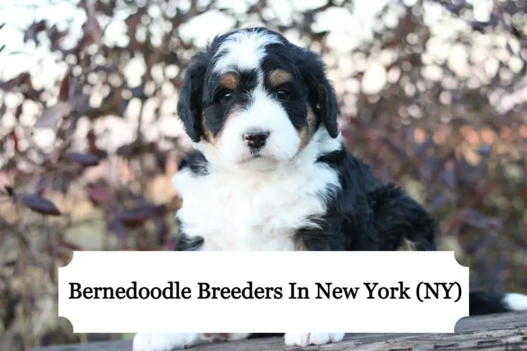 Bernedoodle Breeders in New York