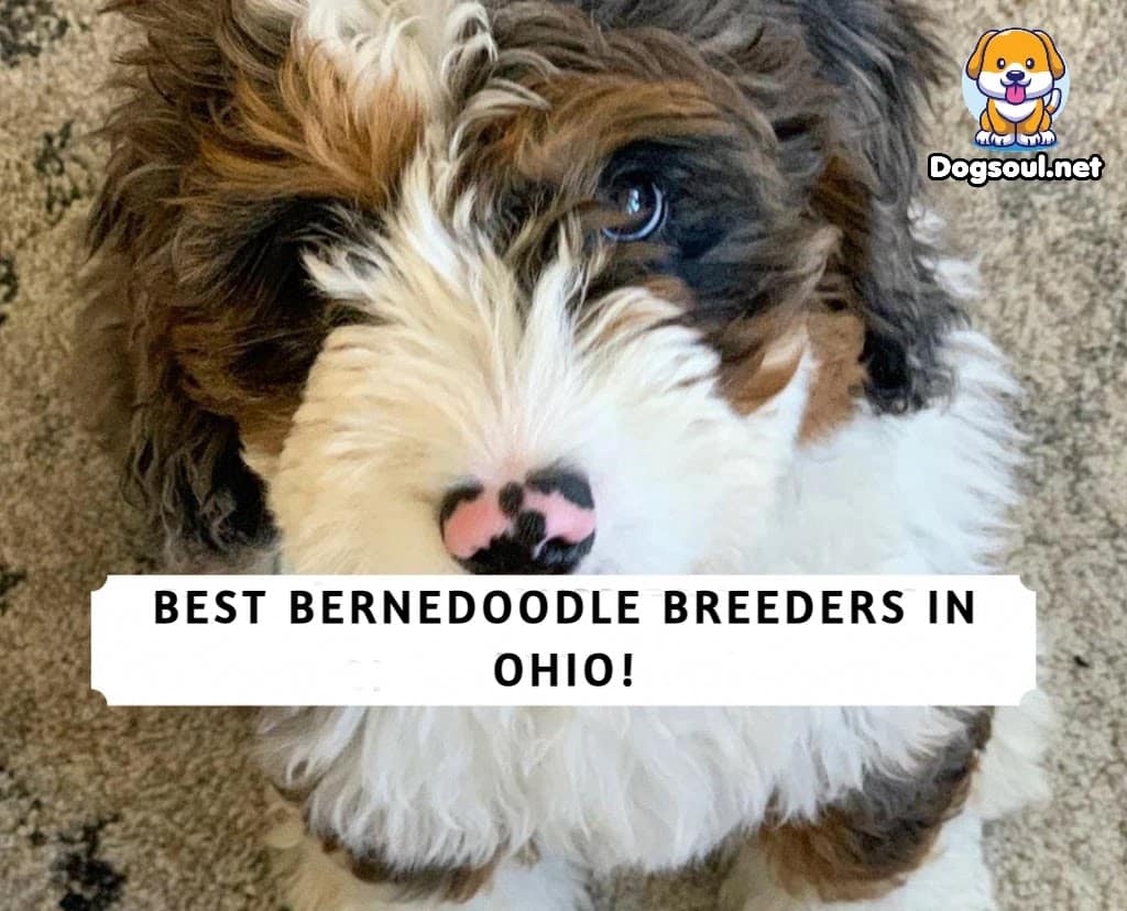 Bernedoodle Breeders in Ohio