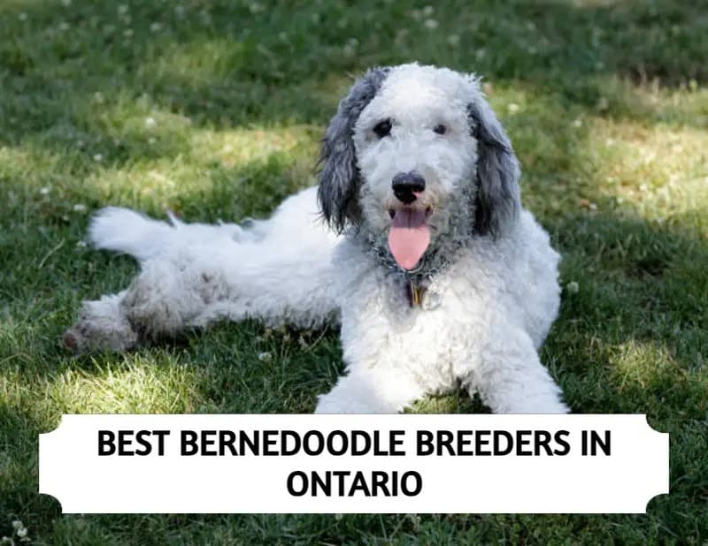 Bernedoodle Breeders in Ontario