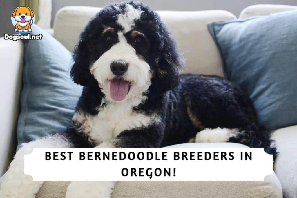 Bernedoodle Breeders in Oregon