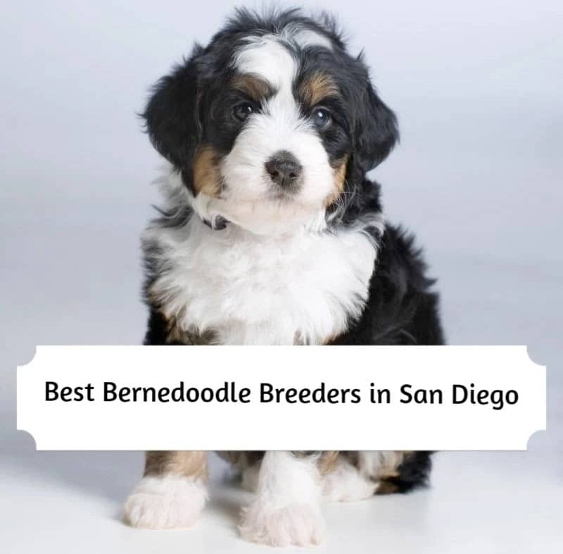 Bernedoodle Breeders in San Diego