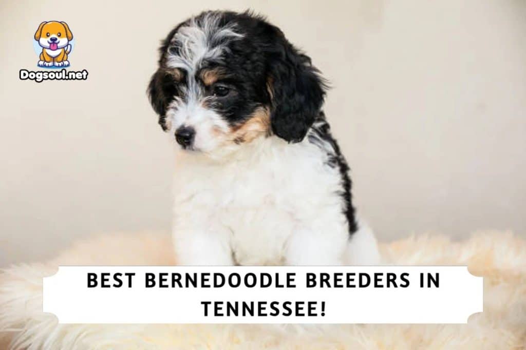 Bernedoodle Breeders in Tennessee
