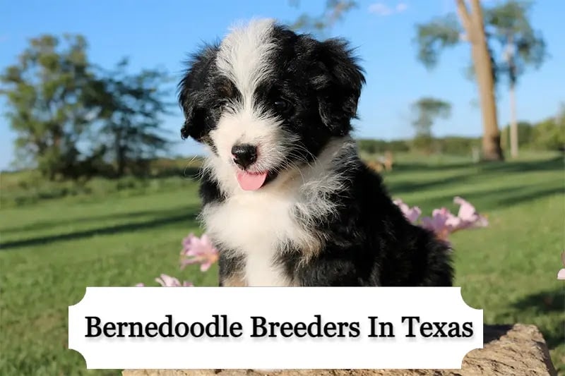 Bernedoodle Breeders in Texas