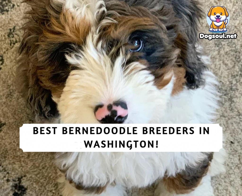 Bernedoodle Breeders in Washington