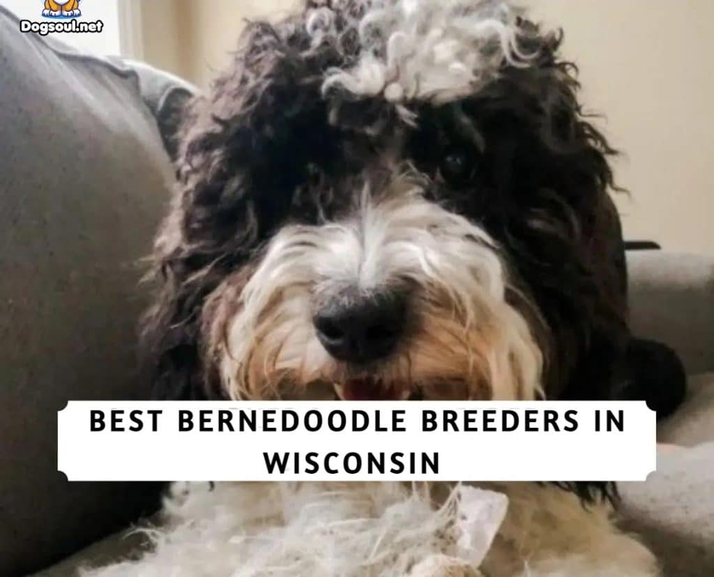 Bernedoodle Breeders in Wisconsin