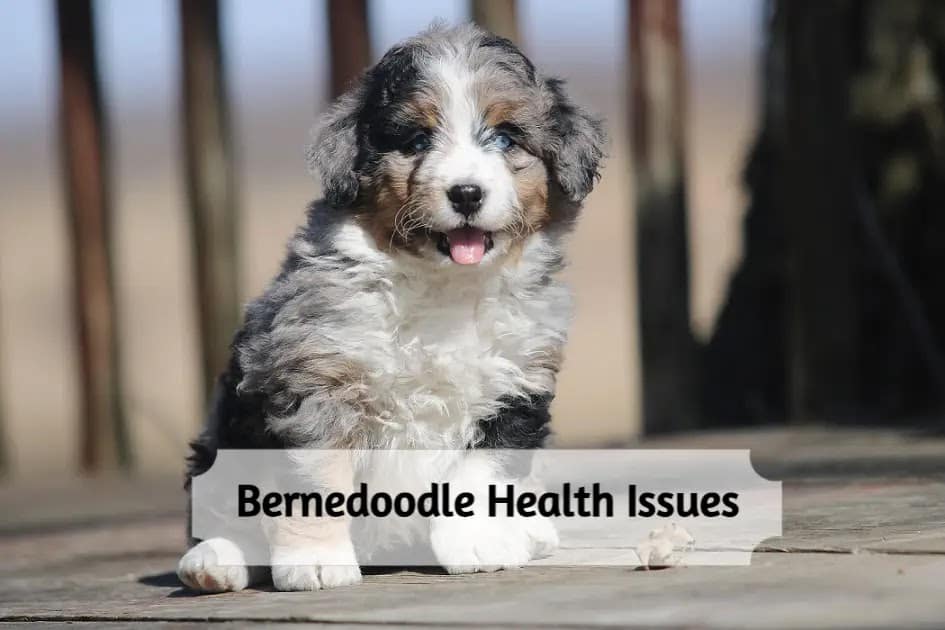 Bernedoodle Health Issues