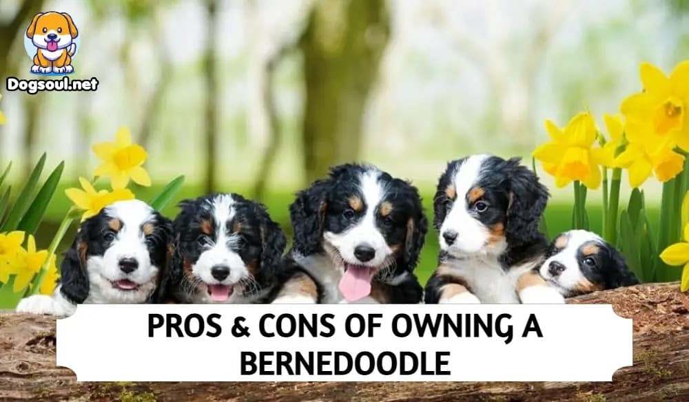 Bernedoodle Pros and Cons