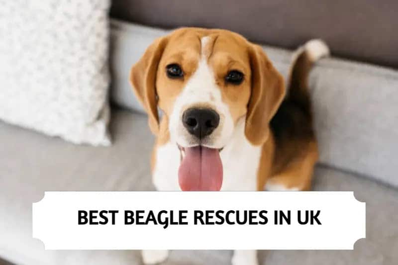 Best Beagle Rescues in UK