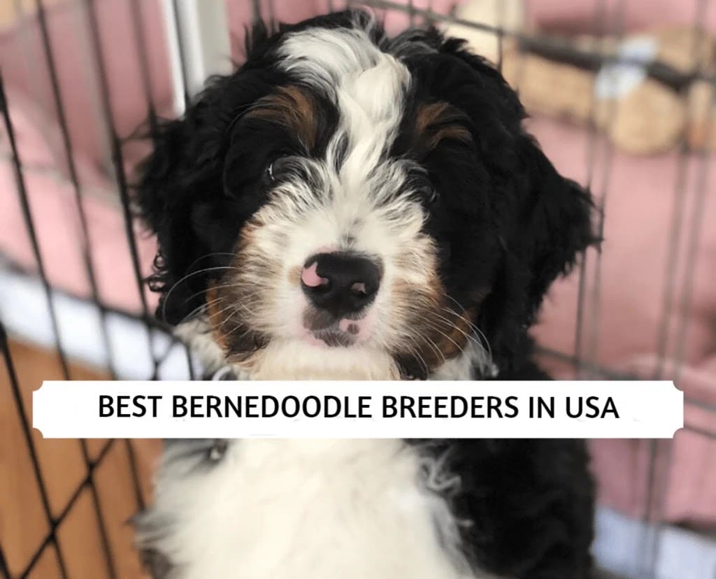 Best Bernedoodle Breeders in USA (2025) – Top 6 Picks