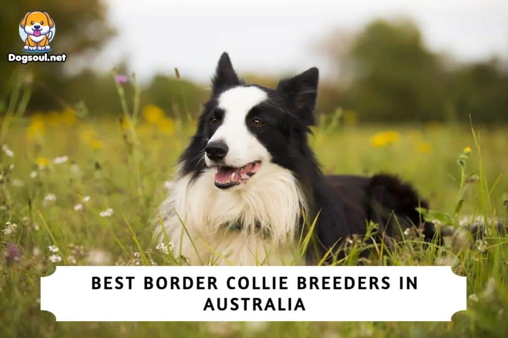 Best Border Collie Breeders in Australia