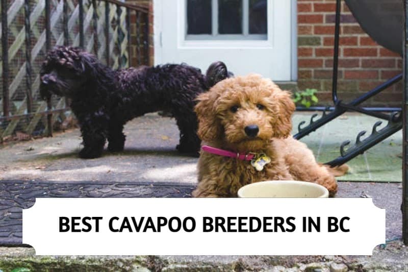 Cavapoo Breeders in British Columbia