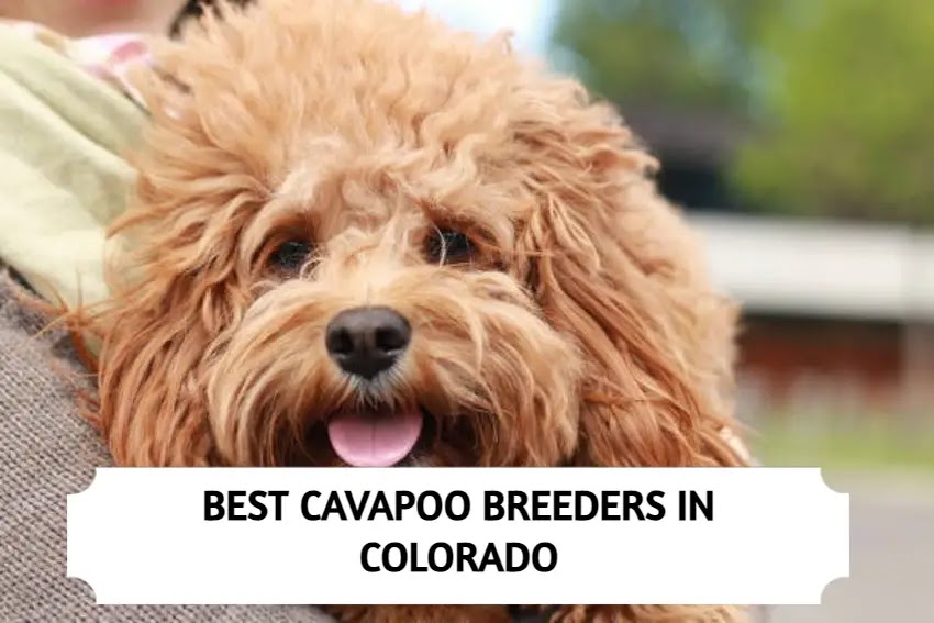Best Cavapoo Breeders in Colorado