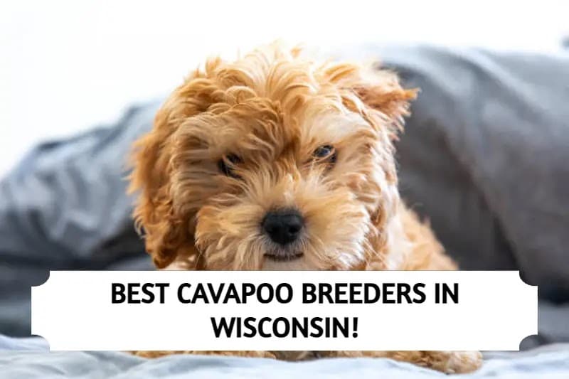 Best Cavapoo Breeders in Wisconsin