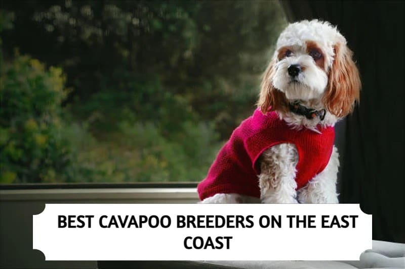 Best Cavapoo Breeders on the East Coast